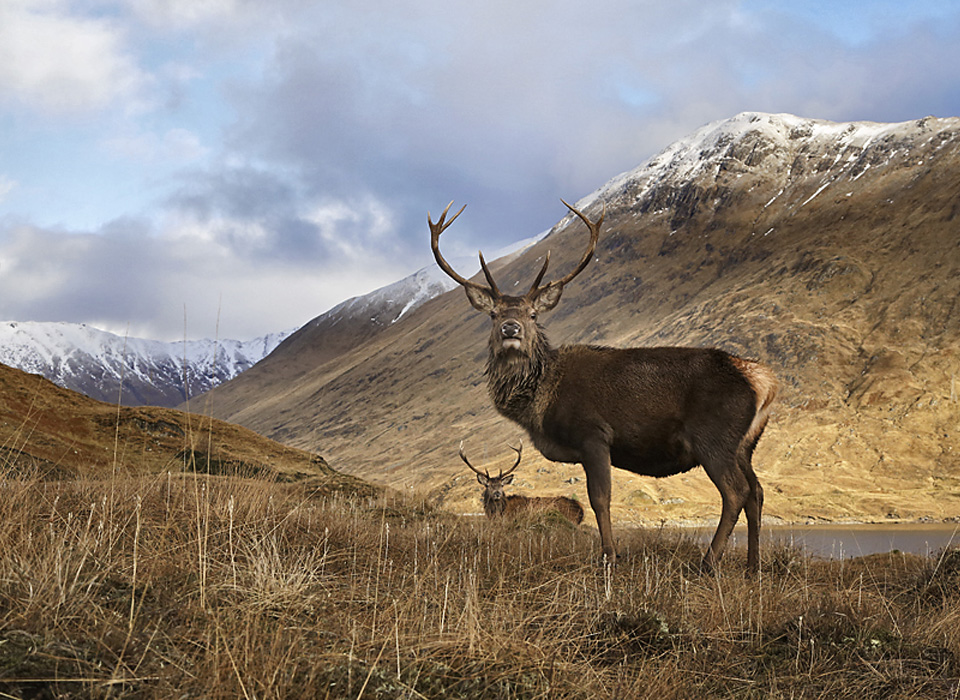 Red Deer Stag