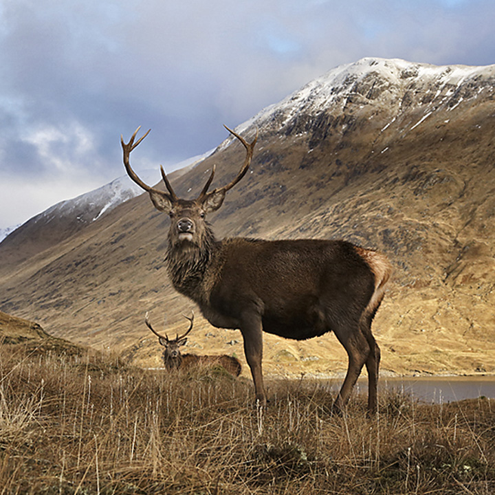 Red Deer Stag